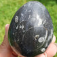 Oeuf Orthoceras B