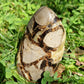 Forme libre Septaria S1