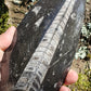 Orthoceras 19cm