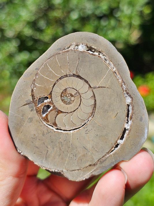 Ammonite dans Septaria française