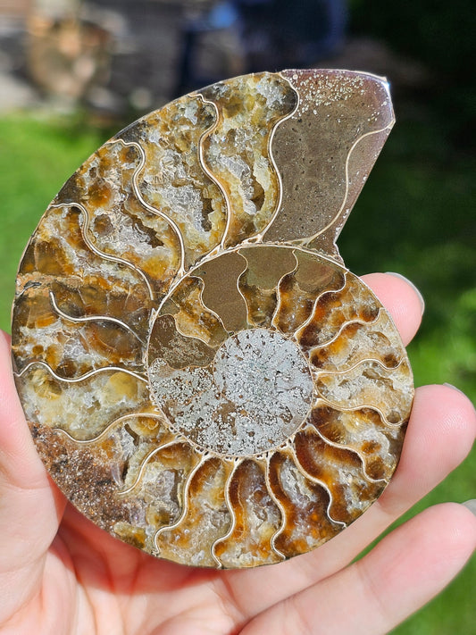 Ammonite A7