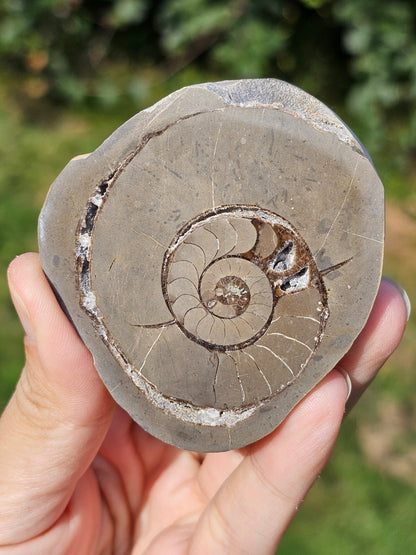 Ammonite dans Septaria française