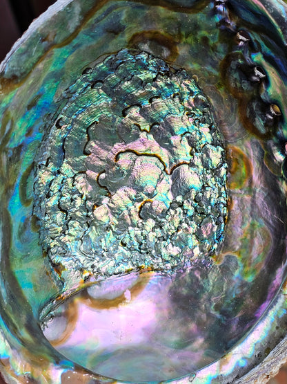 Grande Coquille Ormeau/Abalone