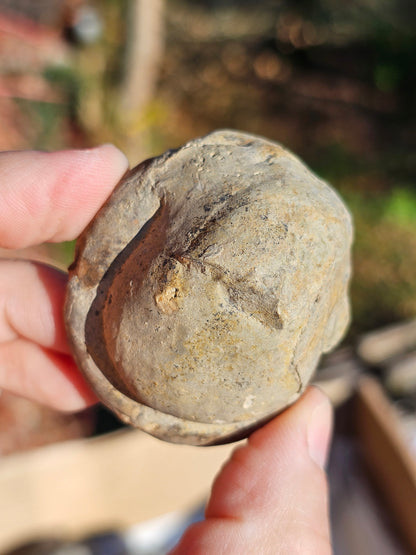 Ammonite dans Septaria française B