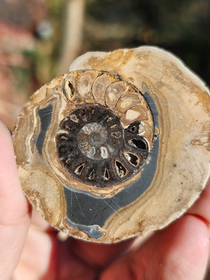 Ammonite dans Septaria française B