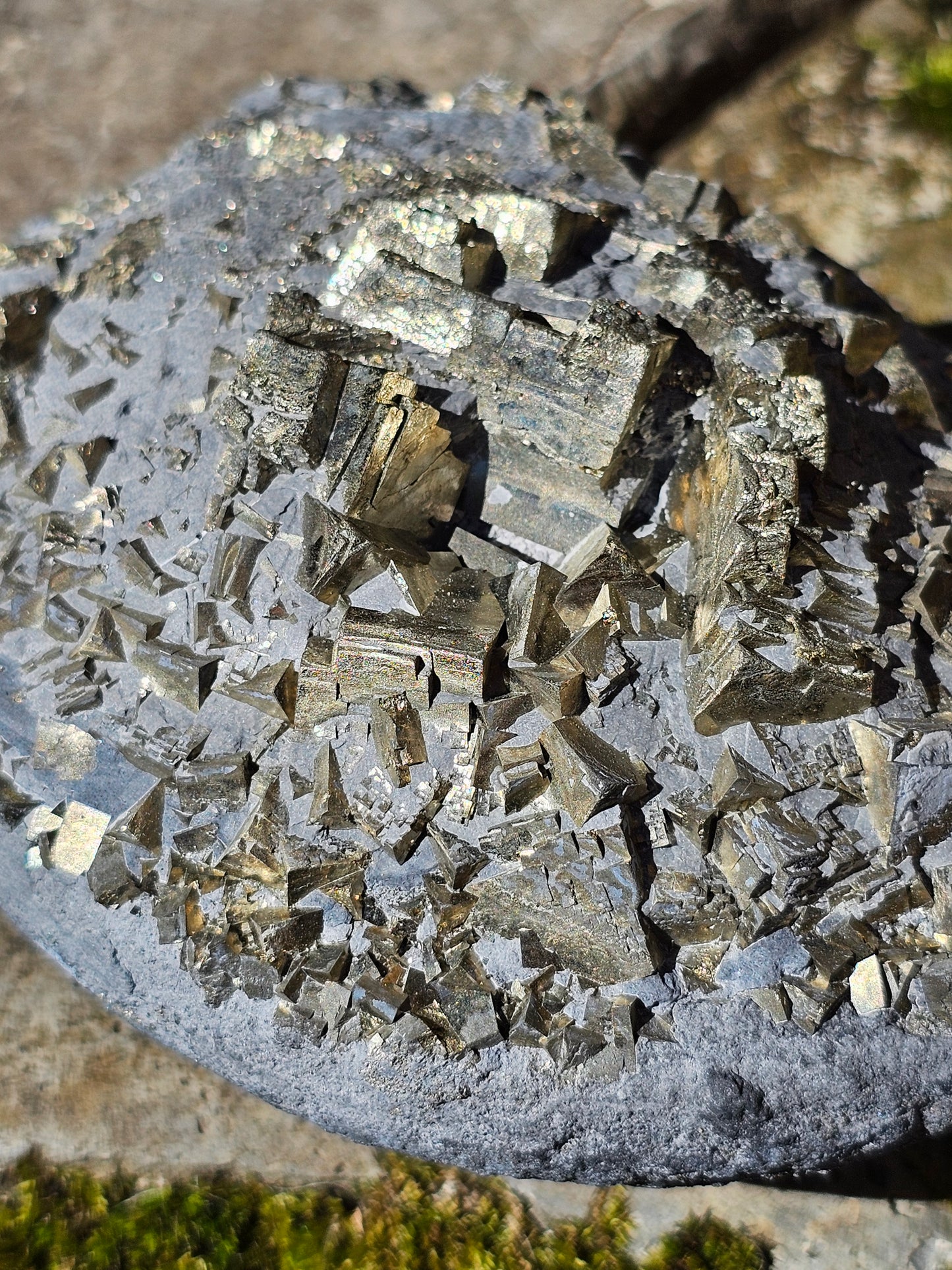 Grosse Pyrite brute française sur schiste