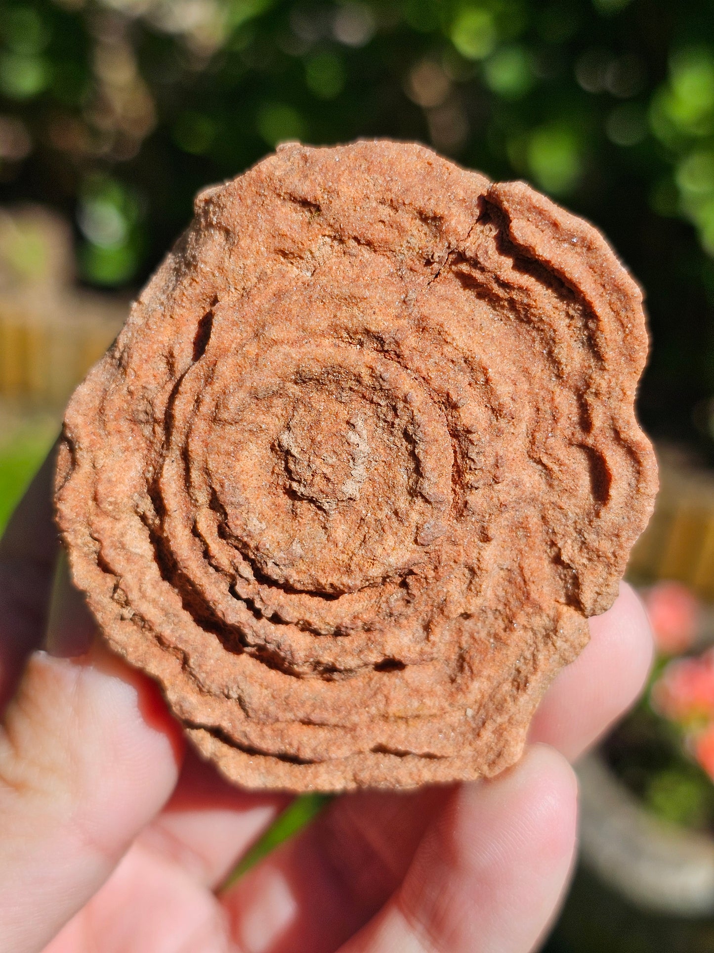 Stromatolite brute du Maroc S4