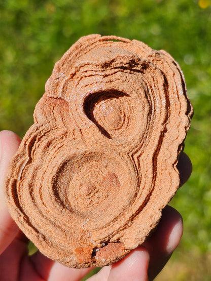 Stromatolite brute du Maroc S14