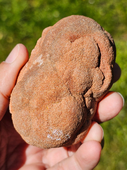 Stromatolite brute du Maroc S14