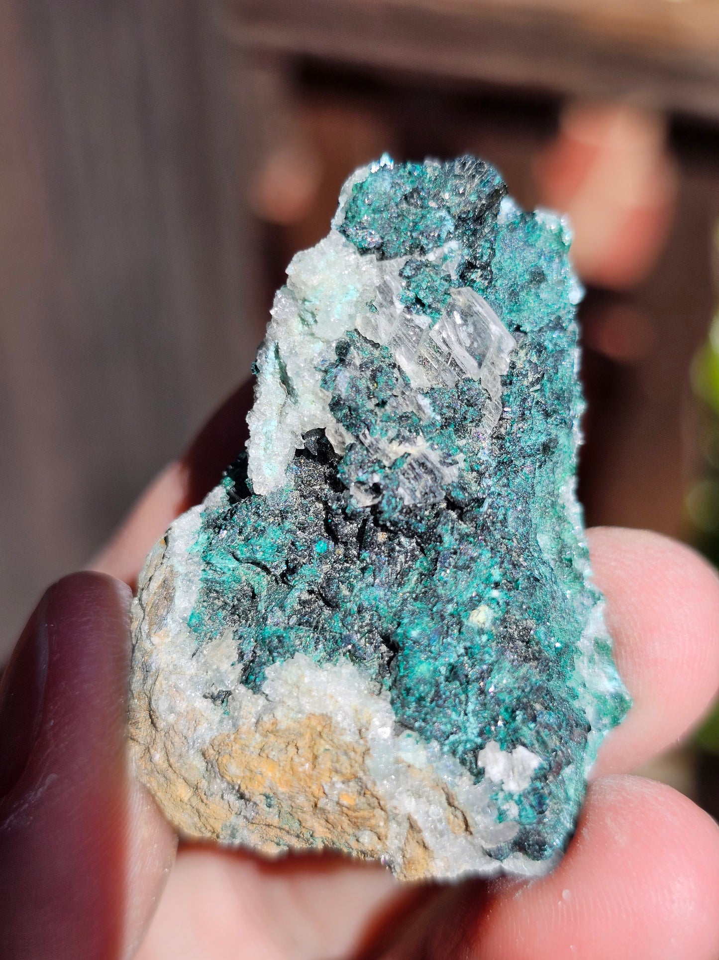 Chrysocolle/ Atacamite/Brochantite/Quartz et Sélénite