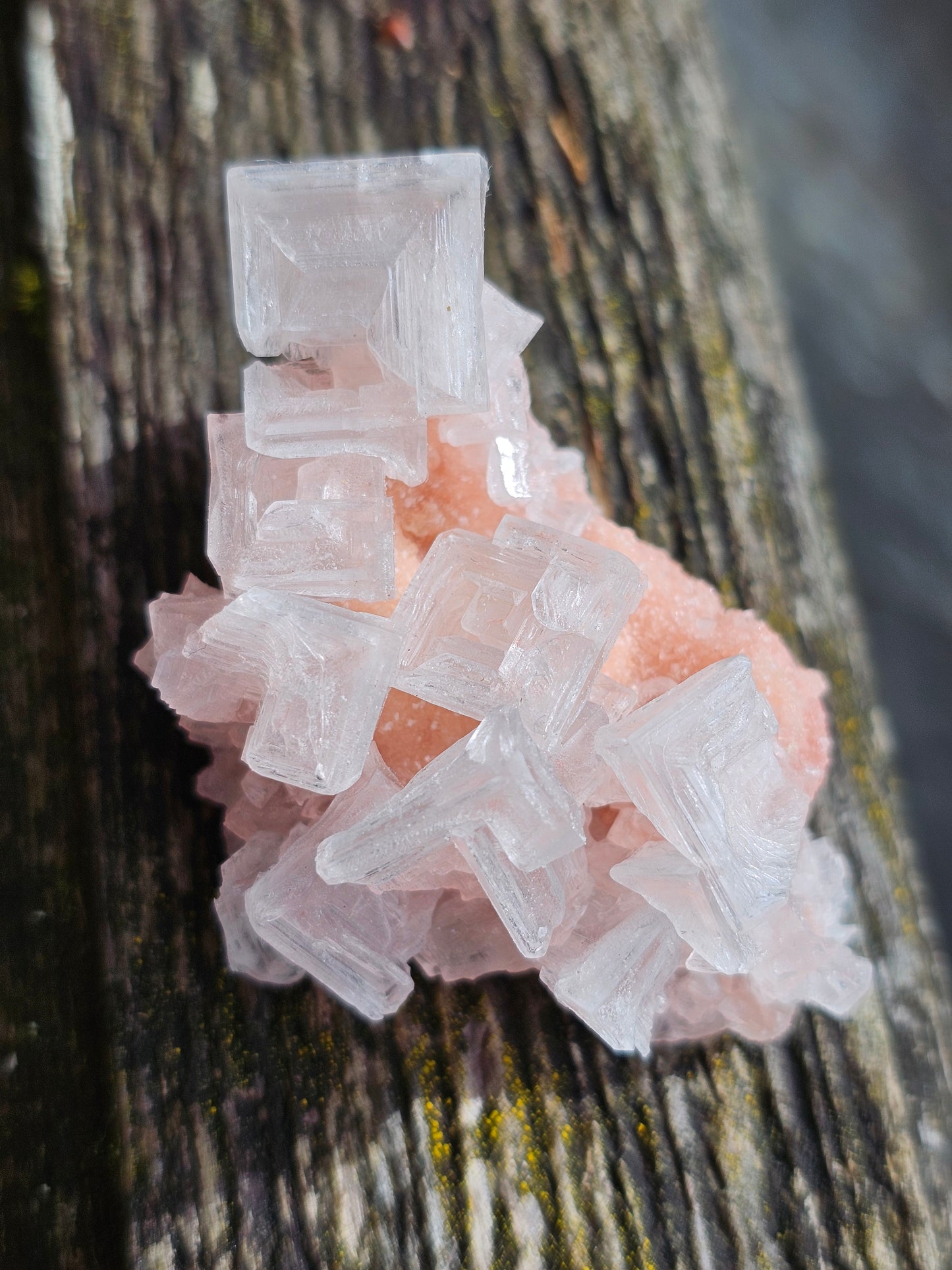 Halite rose H3