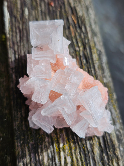 Halite rose H3