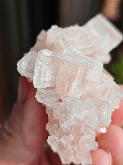 Halite rose H3