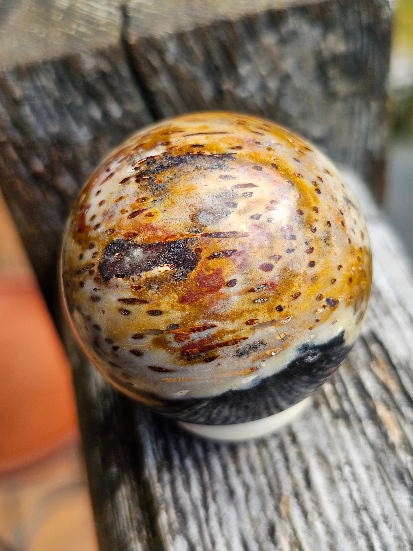 Sphère Bois fossile d'Indonésie C