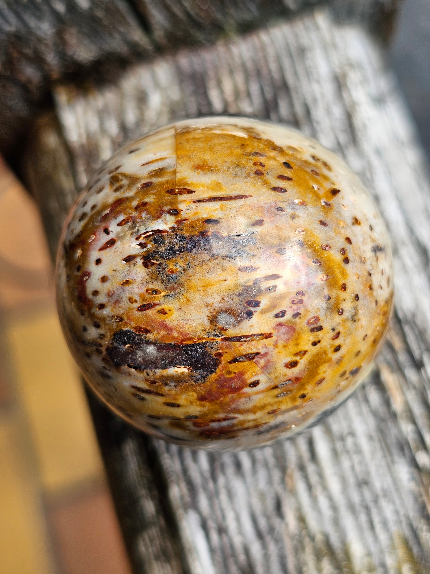 Sphère Bois fossile d'Indonésie C