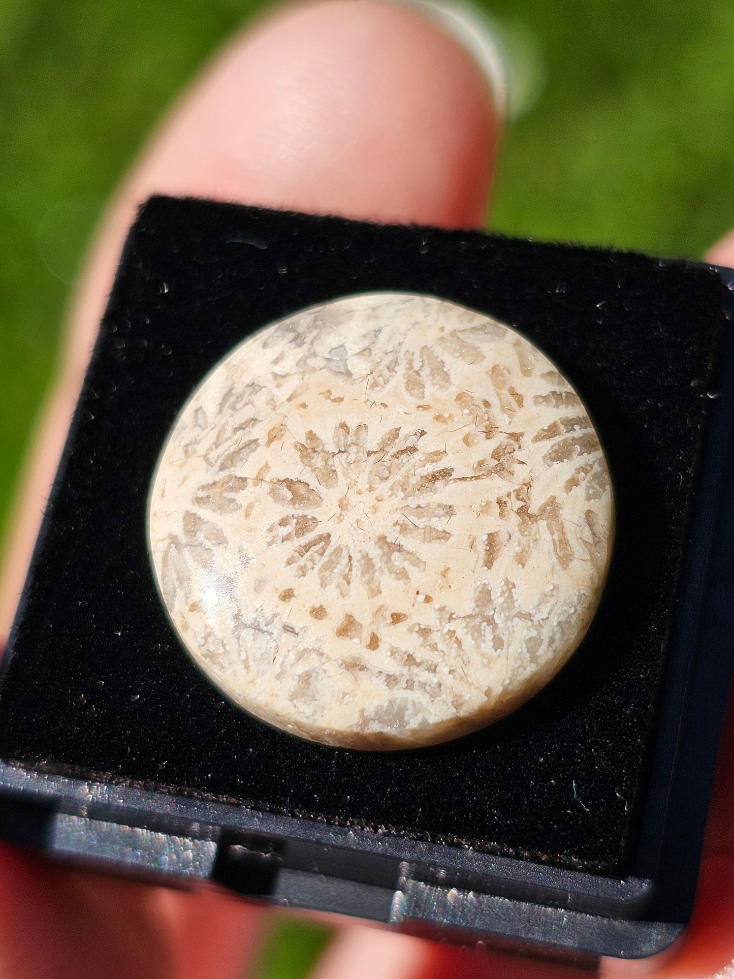 Corail fossilisé (à choisir)