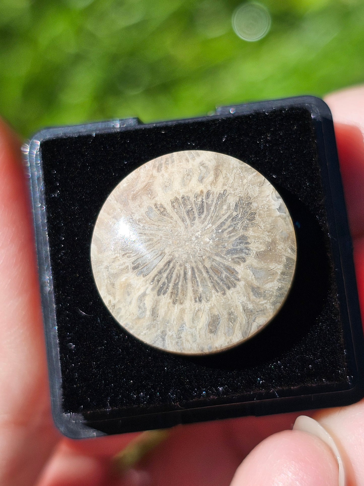 Corail fossilisé (à choisir)