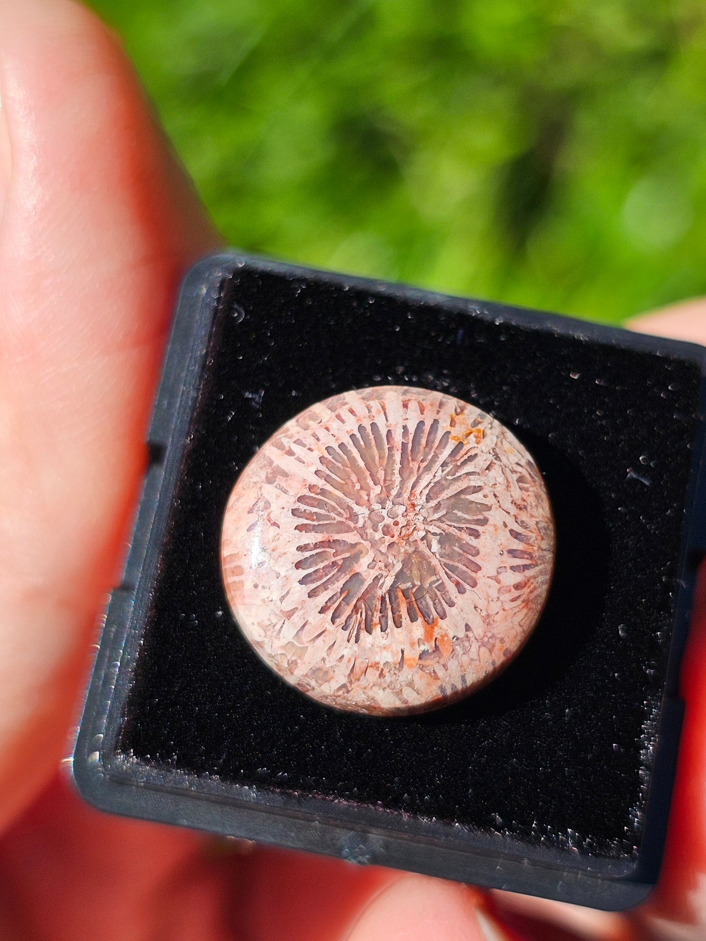 Corail fossilisé (à choisir)