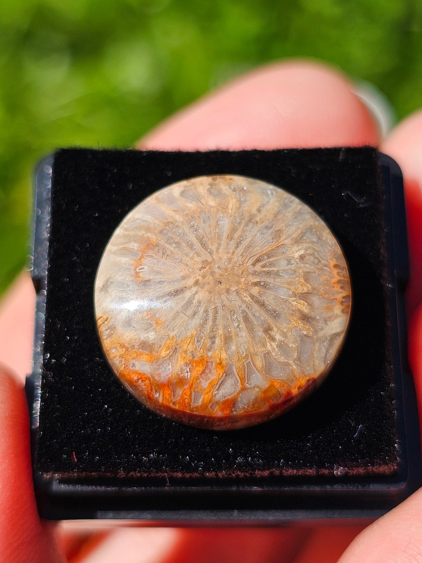 Corail fossilisé (à choisir)