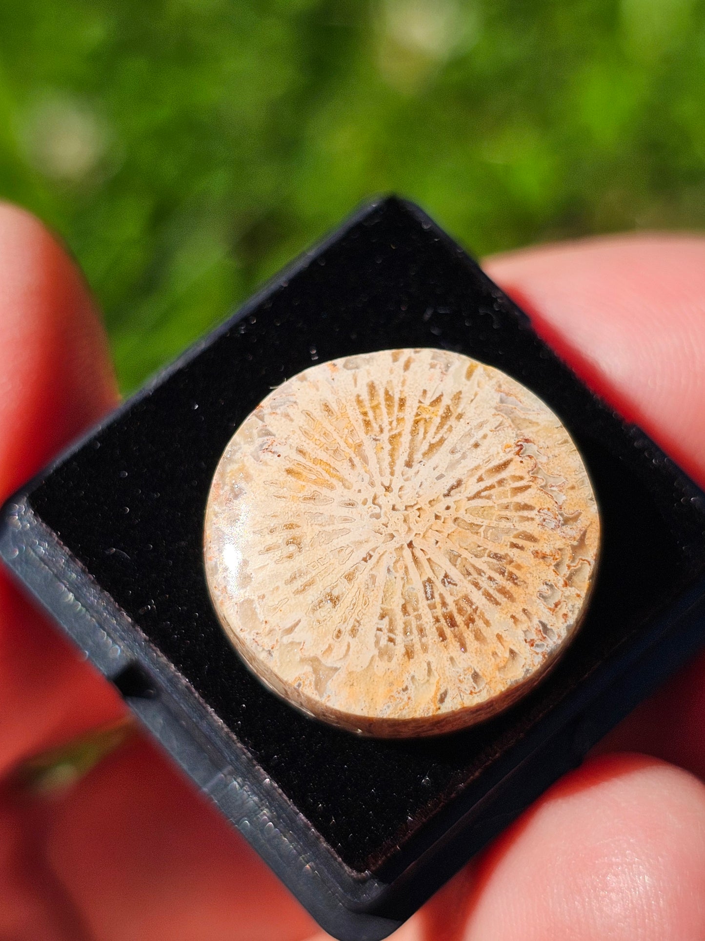 Corail fossilisé (à choisir)