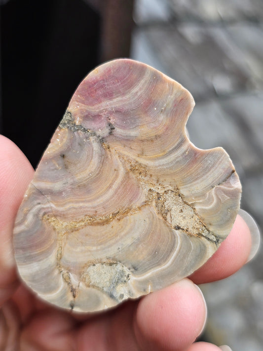 Petite Plaque Solenopora Jurassica fossile France st jean d'Angély