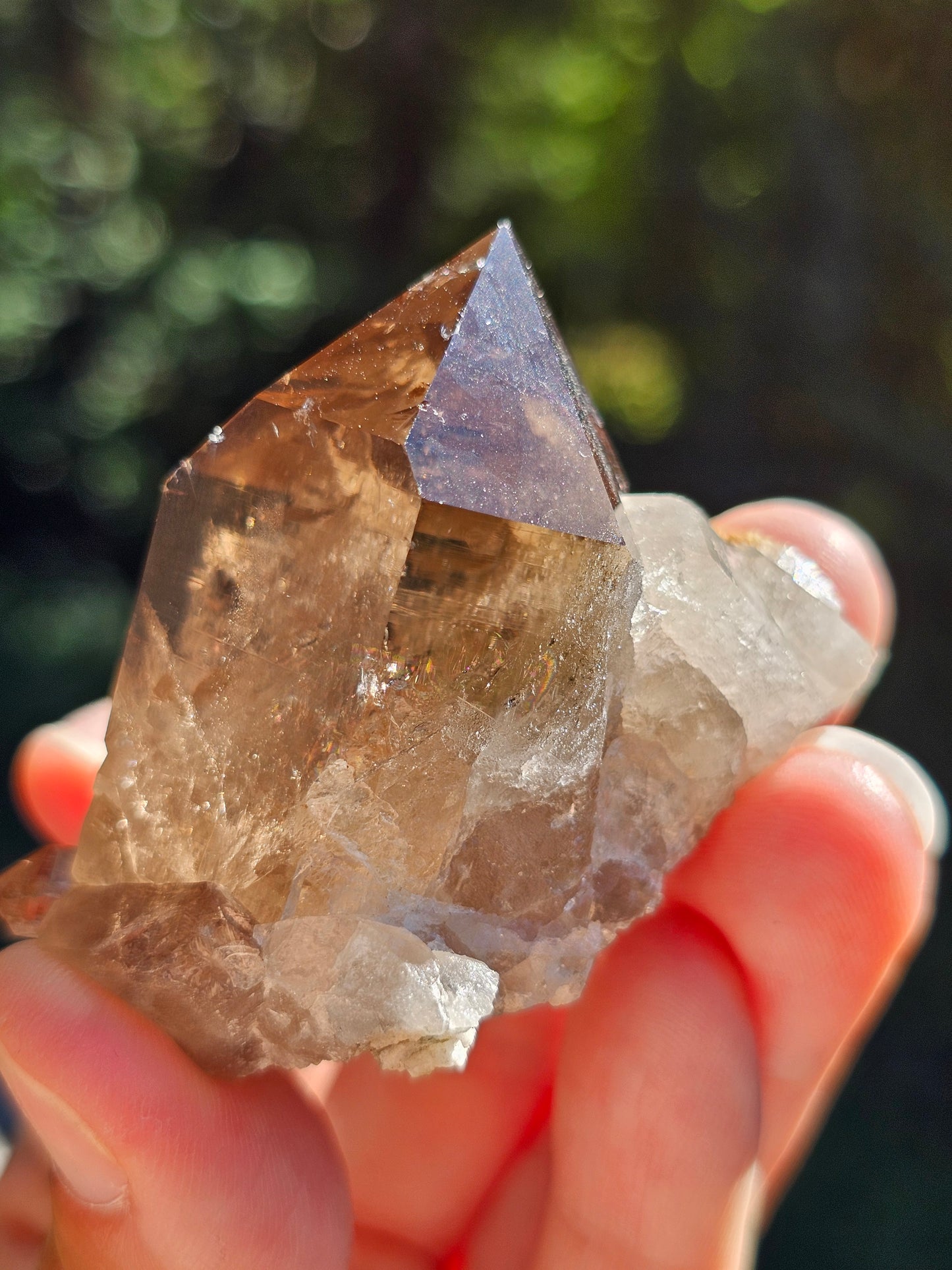 Quartz fumé du Mont-Blanc P