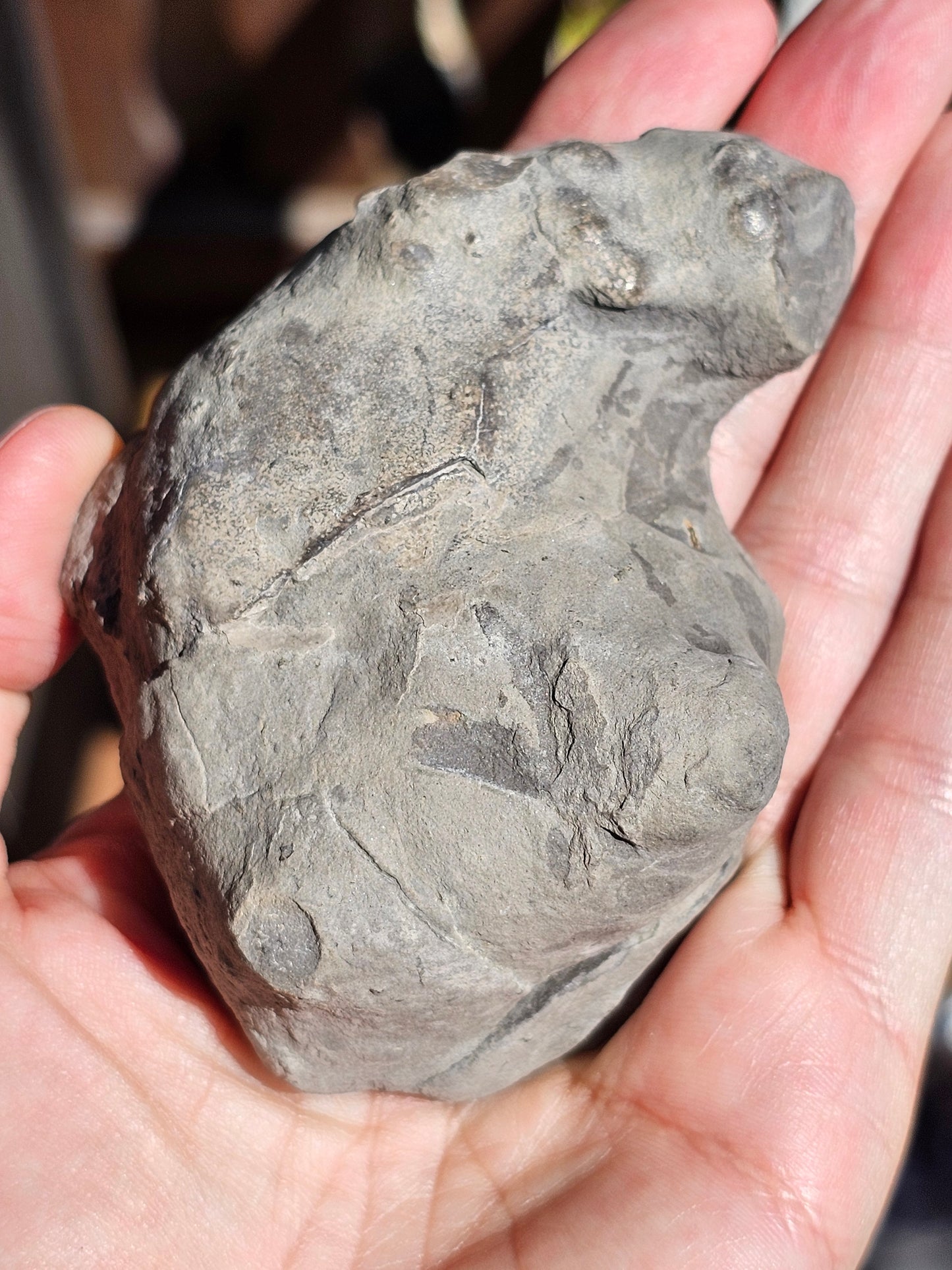 Nodule de Septaria française S1