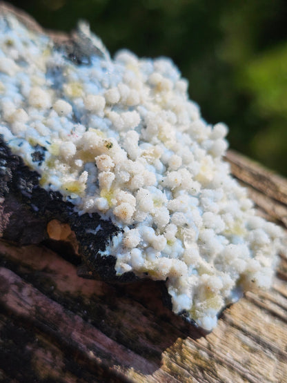 Calcédoine corail bleu avec Okénite et calcite CC21