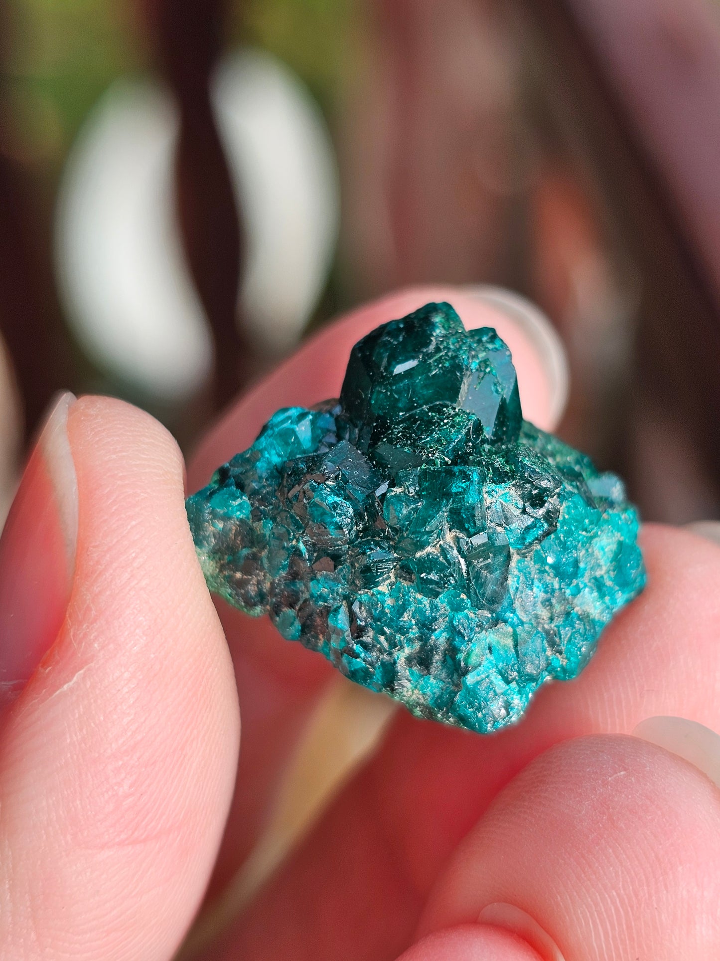 Coffret d'exception Dioptase