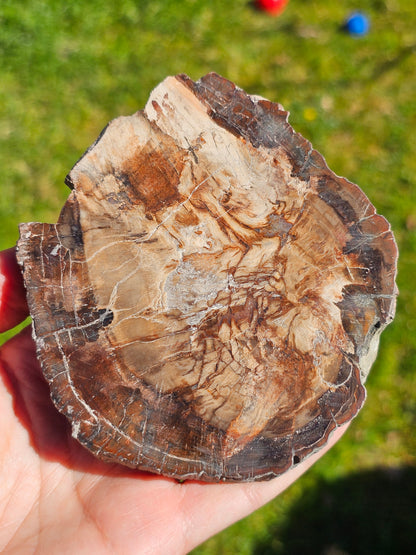Tranche de Bois fossile n°3