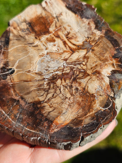 Tranche de Bois fossile n°3