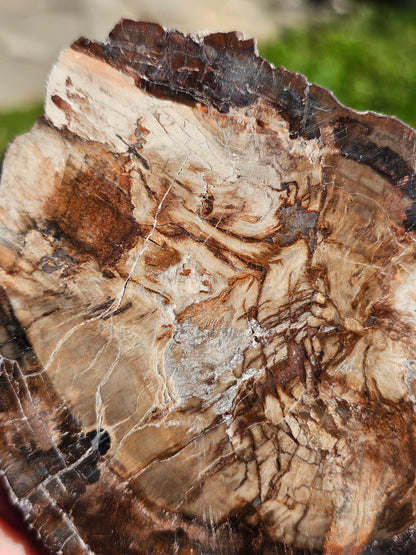 Tranche de Bois fossile n°3