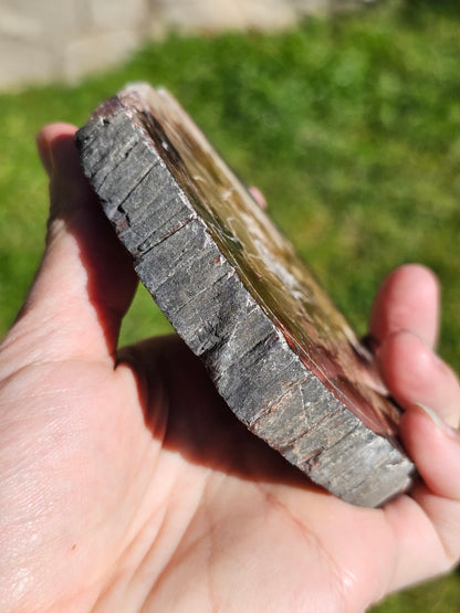 Tranche de Bois fossile n°3