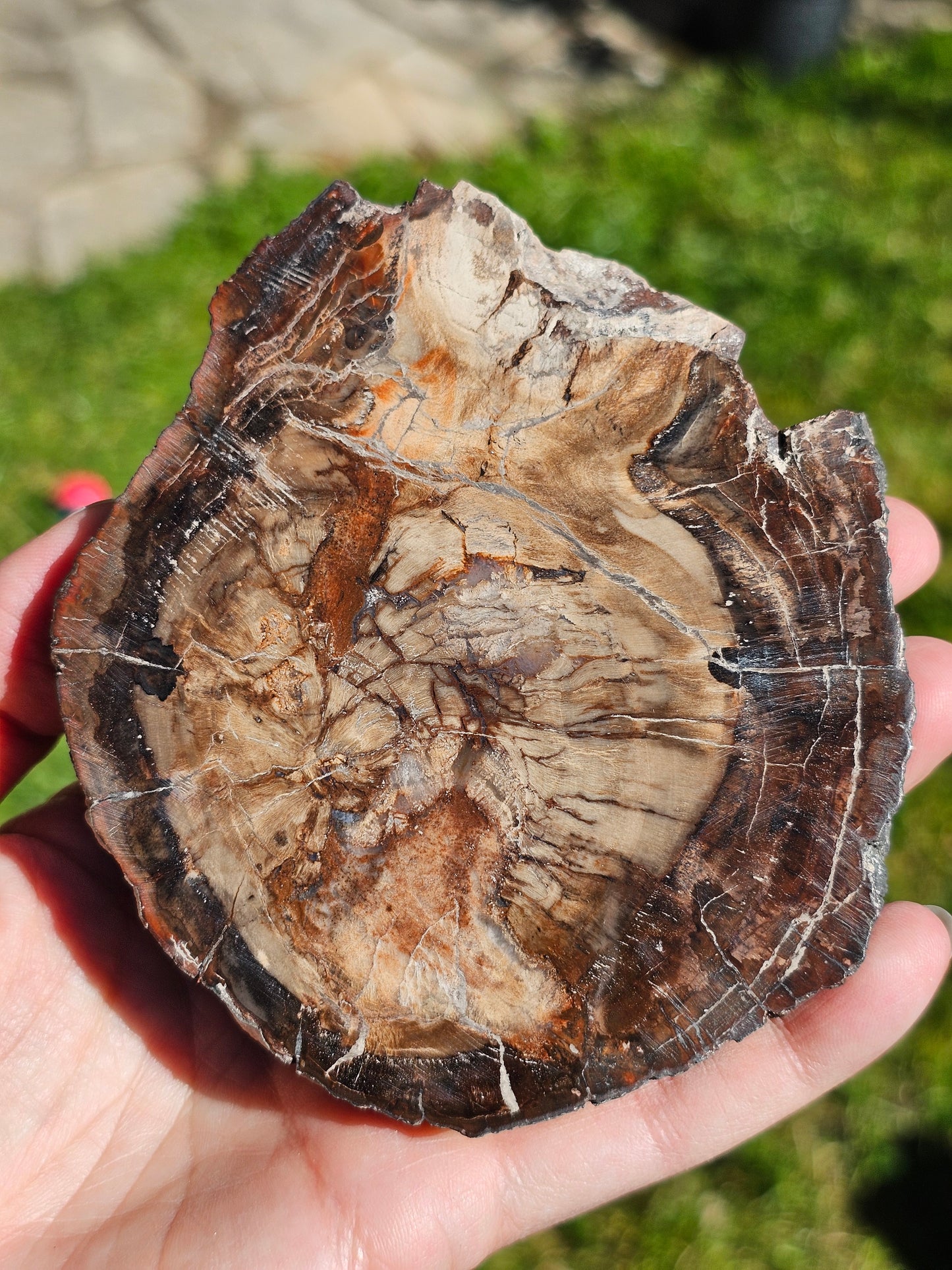 Tranche de Bois fossile n°3
