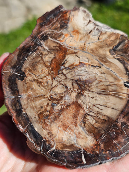 Tranche de Bois fossile n°3