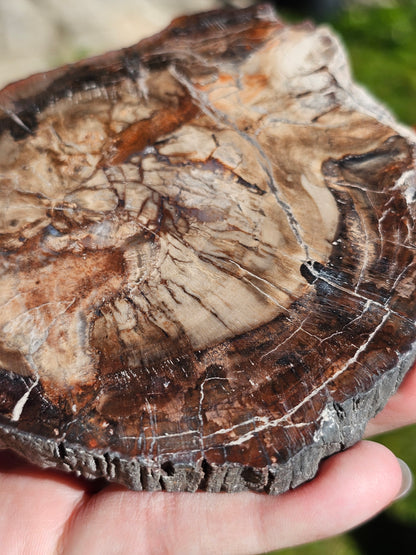 Tranche de Bois fossile n°3