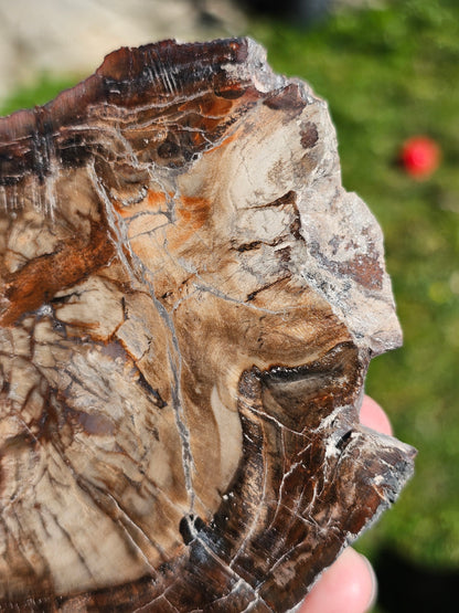Tranche de Bois fossile n°3