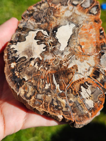 Tranche de Bois fossile n°4
