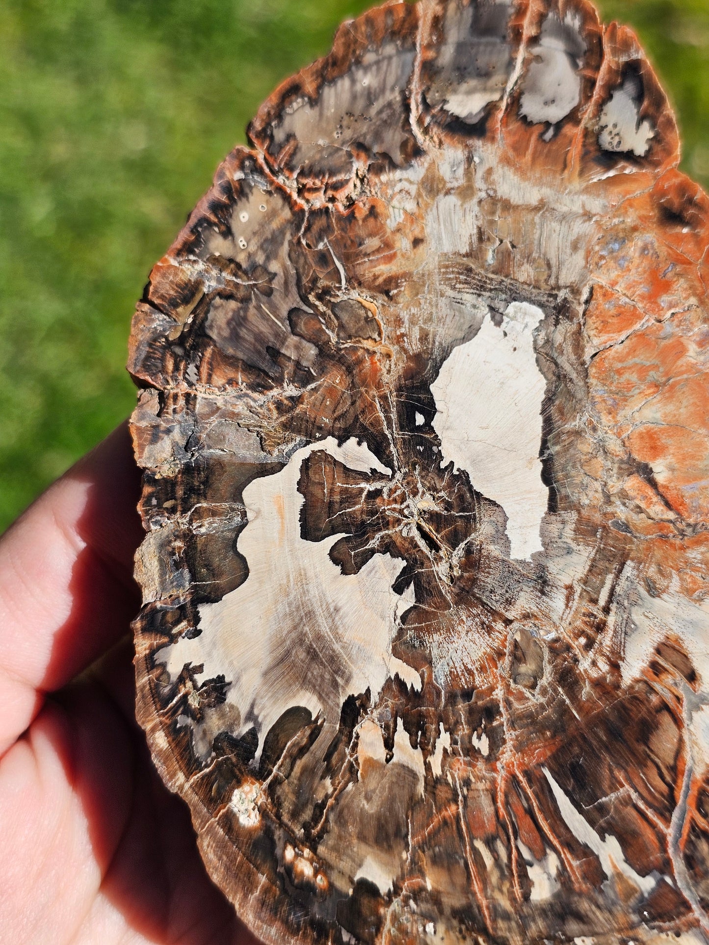 Tranche de Bois fossile n°4