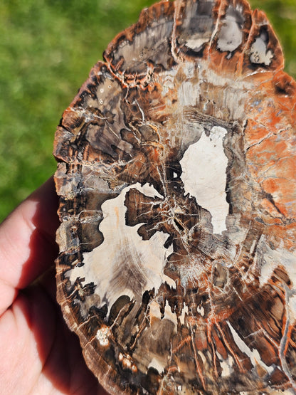 Tranche de Bois fossile n°4