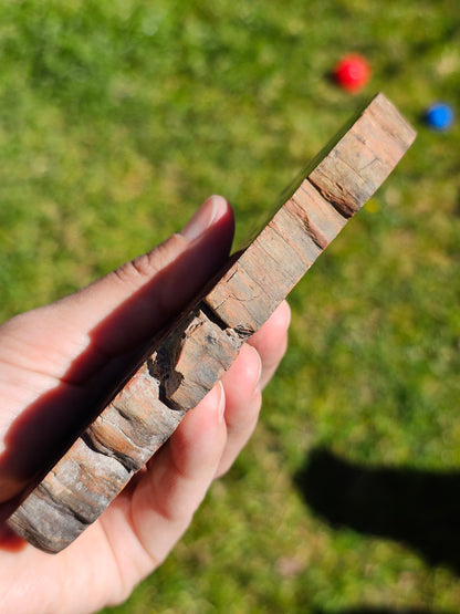 Tranche de Bois fossile n°4