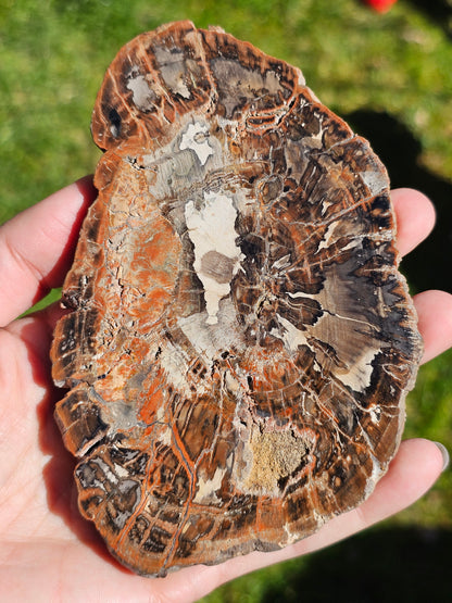 Tranche de Bois fossile n°4