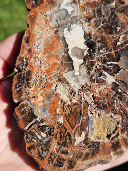 Tranche de Bois fossile n°4