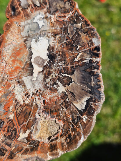 Tranche de Bois fossile n°4