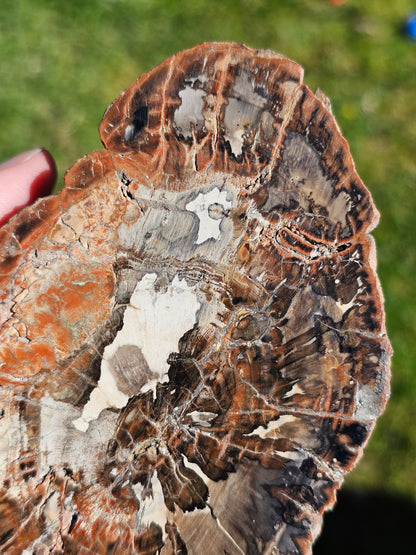 Tranche de Bois fossile n°4