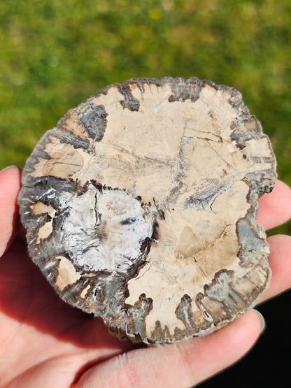 Tranche de Bois fossile n°10