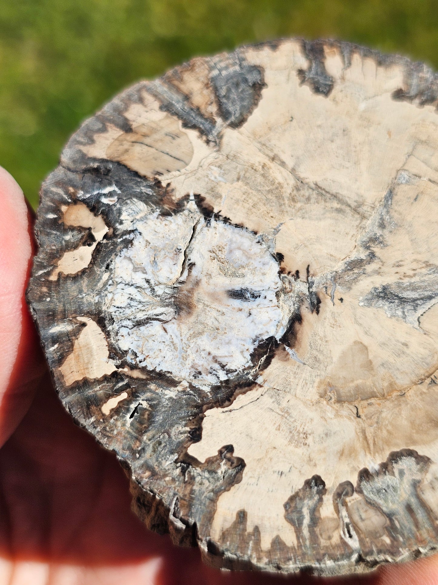 Tranche de Bois fossile n°10