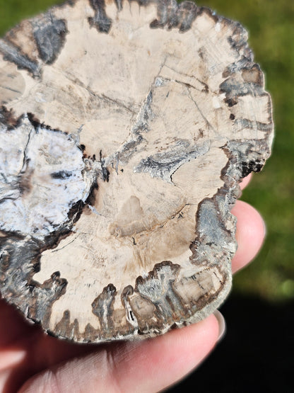 Tranche de Bois fossile n°10