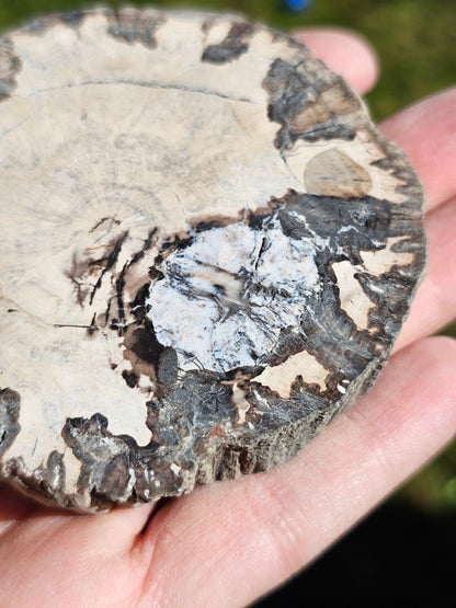 Tranche de Bois fossile n°10
