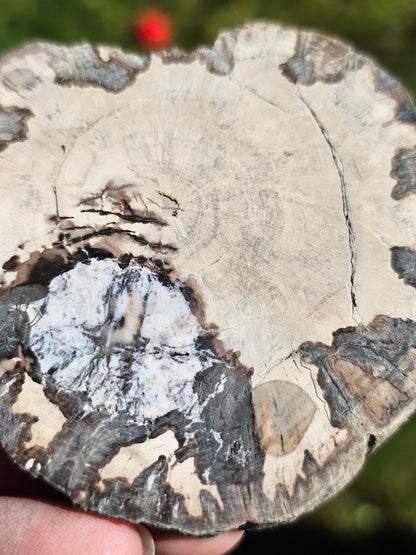 Tranche de Bois fossile n°10